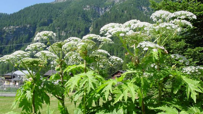 Heracleum_mantegazzianum_71ec76e3